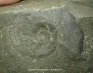 Ammonite trouvée en Tunisie