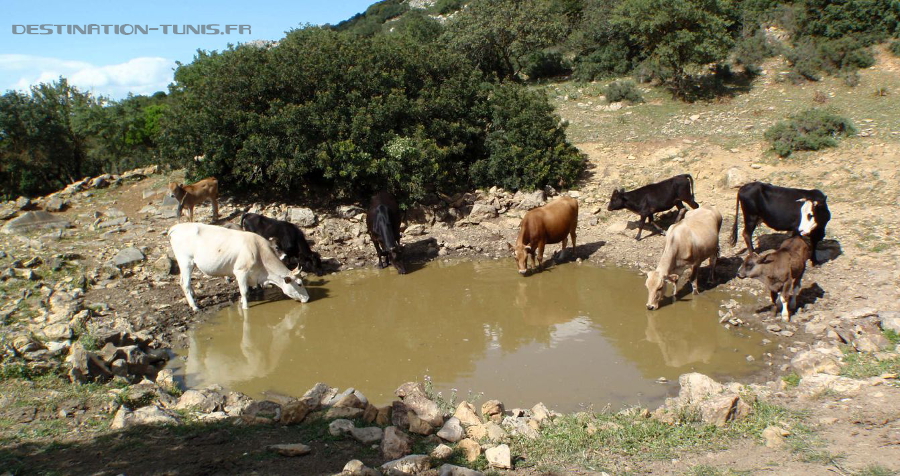 Des vaches sauvages viennent se désaltérer dans ce point d'eau naturel