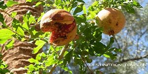 Informations utiles en Tunisie : les fruits et légumes de Tunisie