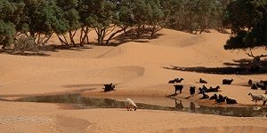 Oasis de Ksar Ghilane Tunisie